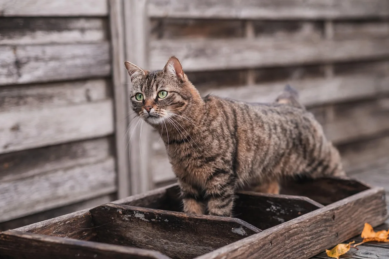 Gatto che urina fuori dalla lettiera, evidenziando un comportamento problematico.